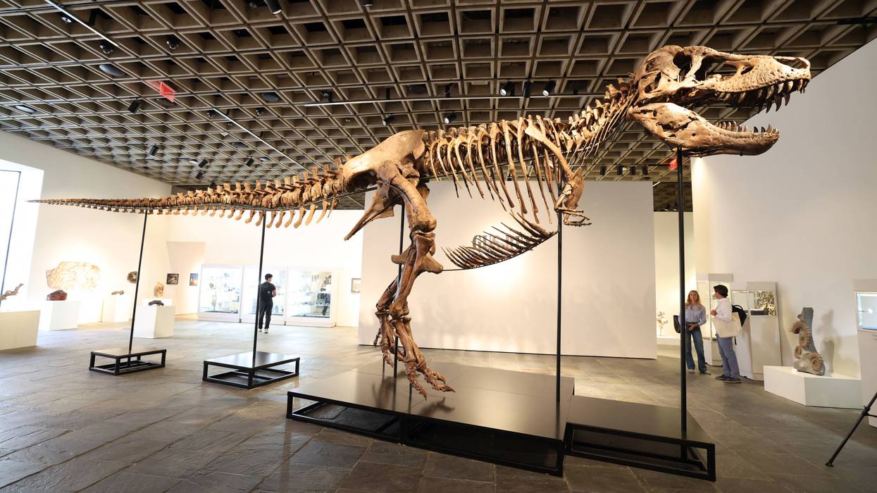 T. Rex sells for record $50 million at Sotheby's auction