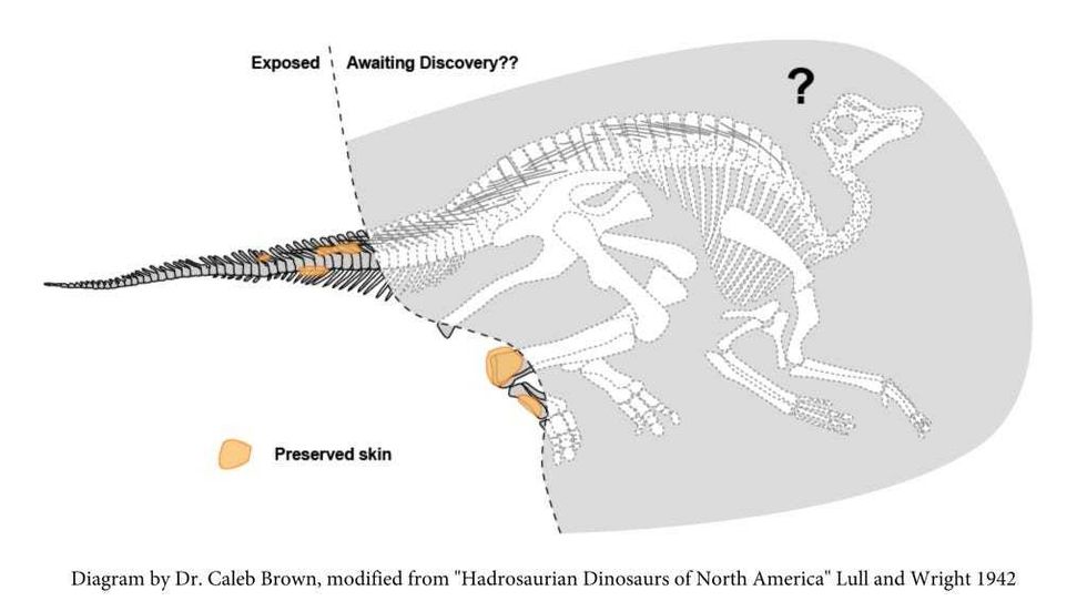 Hadrosaur diagram