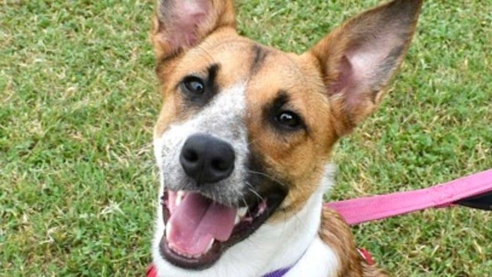 Haley @ Austin Humane Society 6/21/23