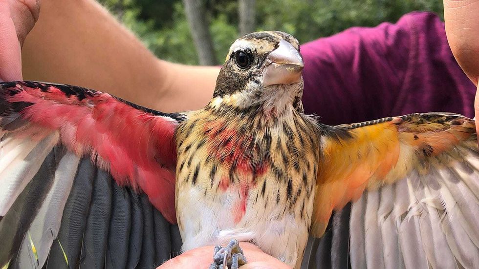 Researchers find rare half-male, half-female bird: 'It was a big surprise'