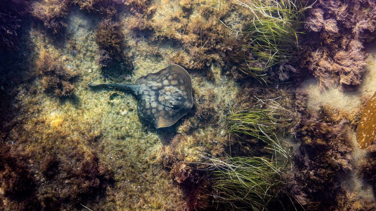 Haller's Round Ray