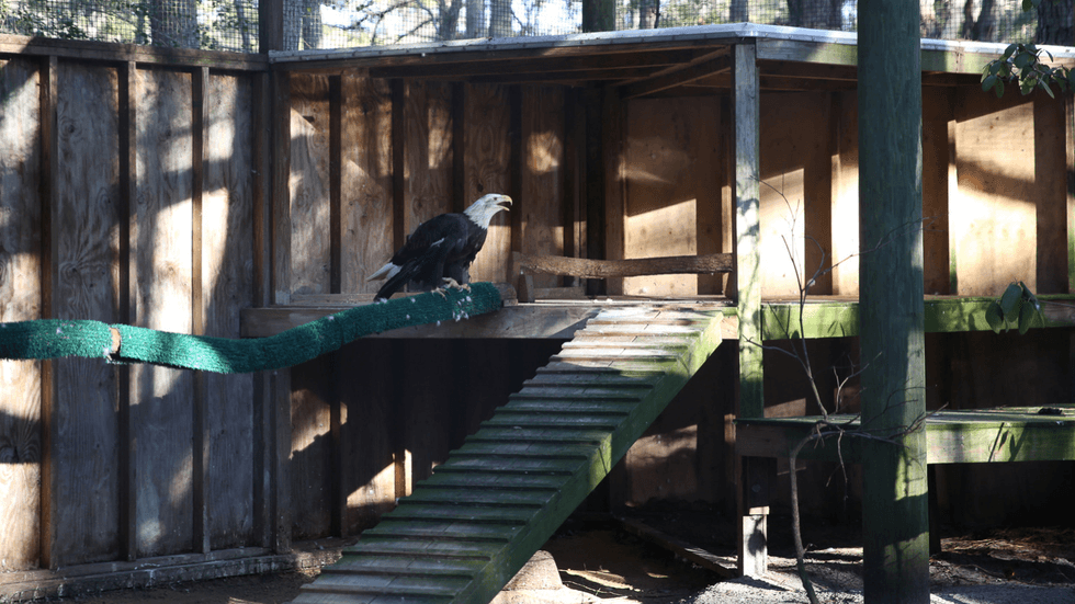 Hallie the bald eagle