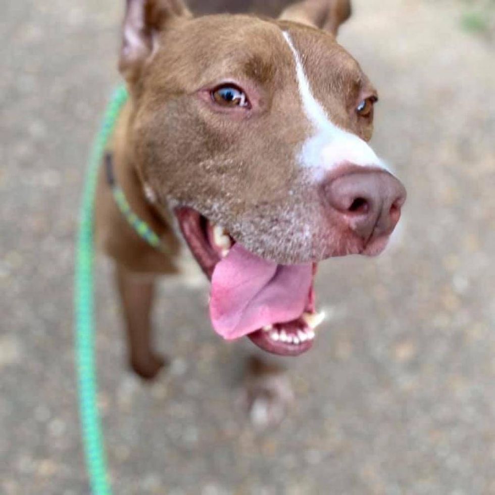 Hamilton from CARE STL