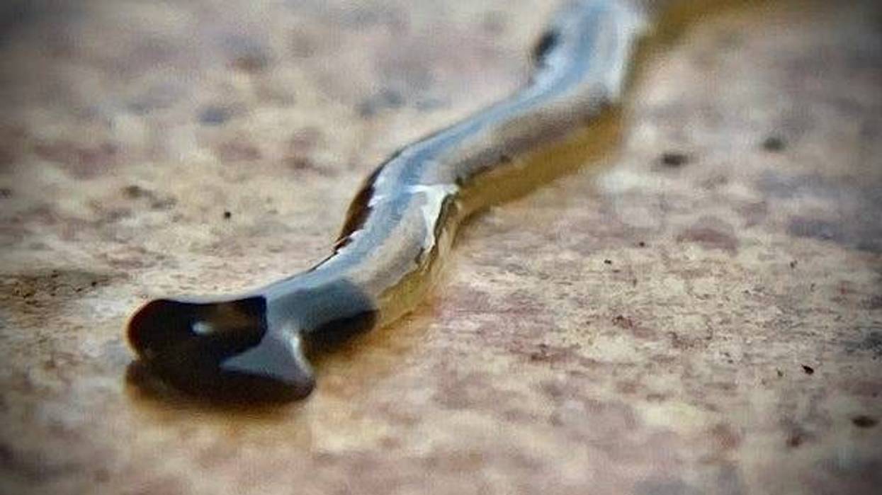 Hammerhead flatworm