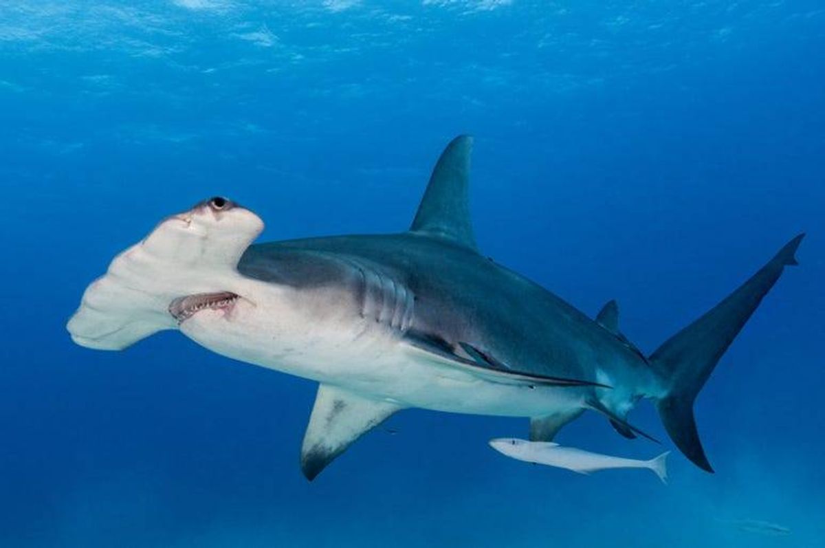 Hammerhead_Shark