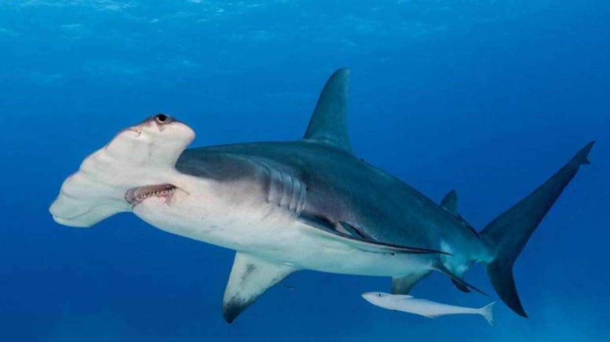 Hammerhead_Shark