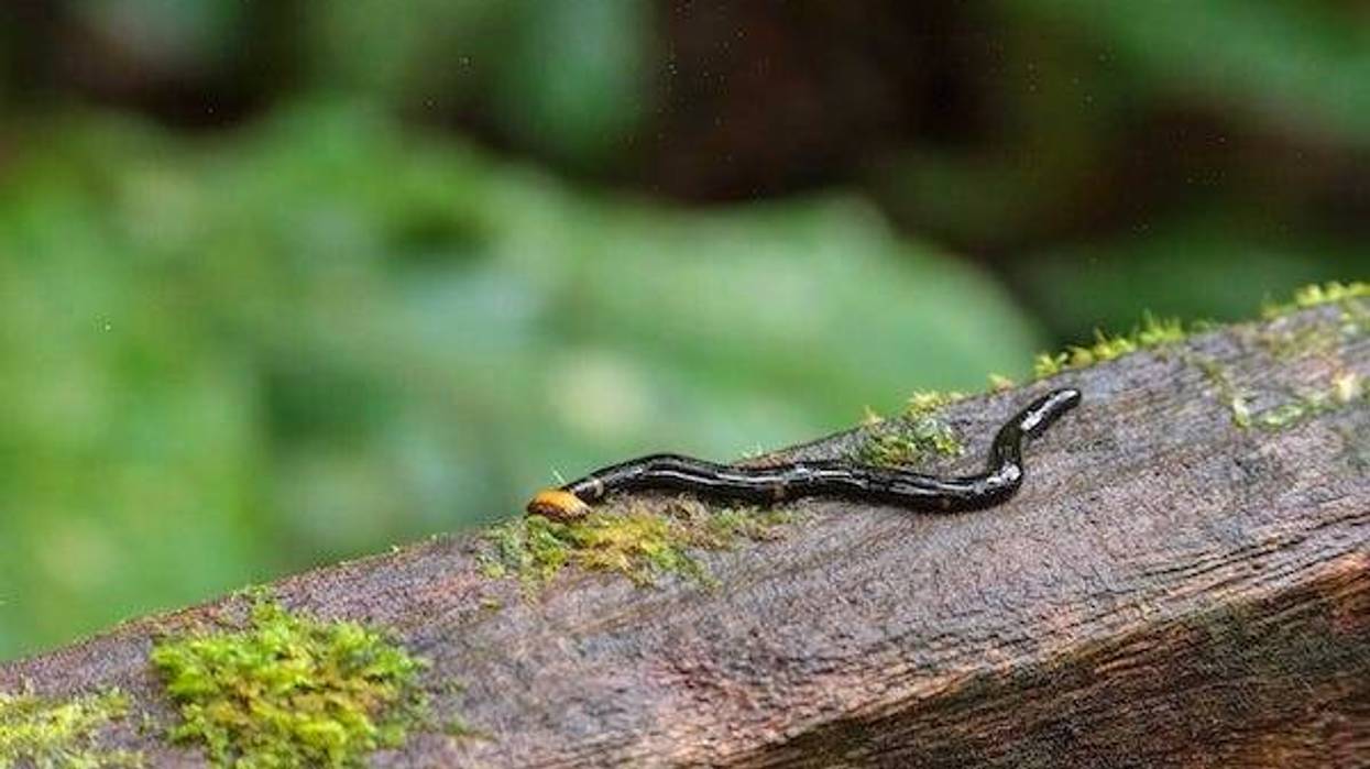 Hammerhead worm on a wooden railing