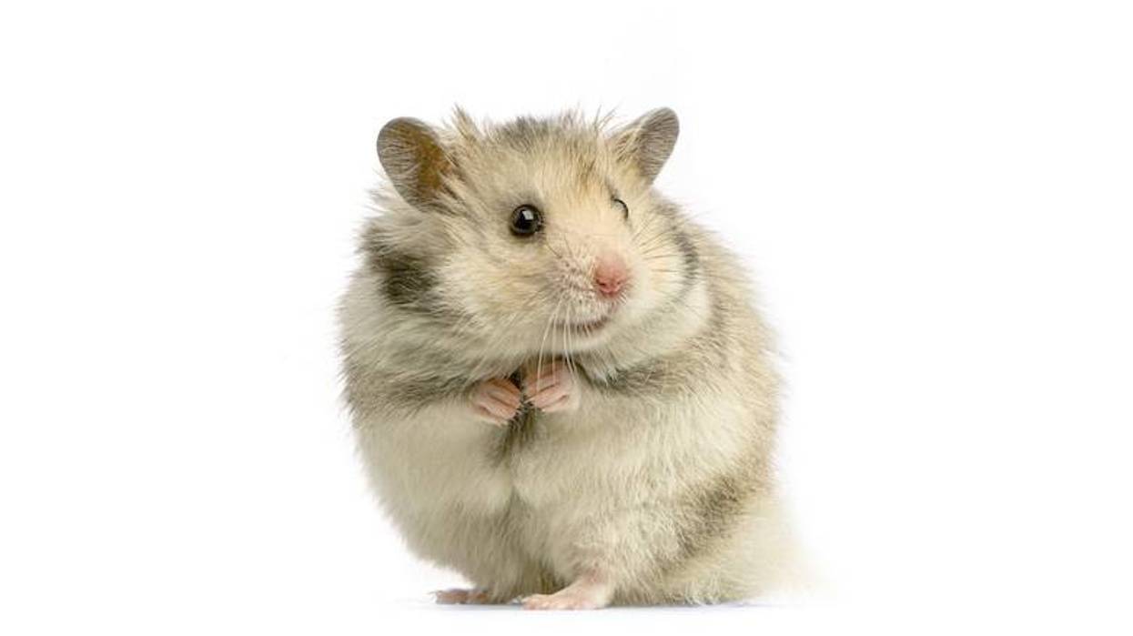 Hamster against a white background