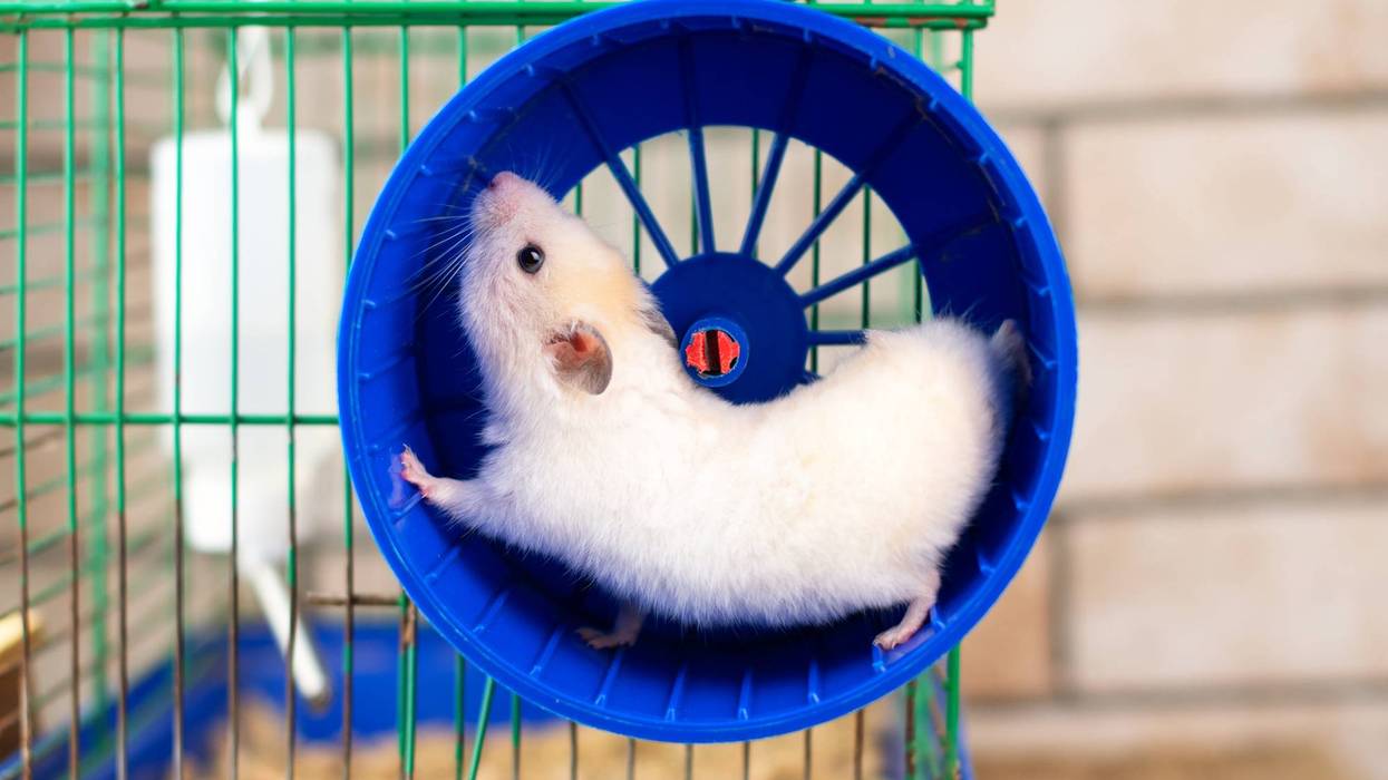 Hamster running