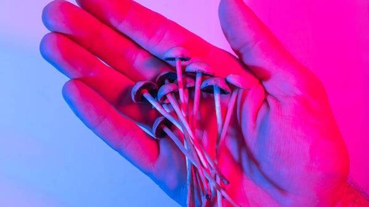 Hand holding psilocybin psychedelic mushrooms