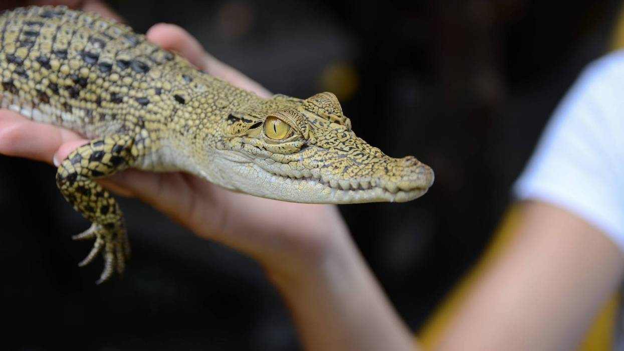 Hand holds baby alligator