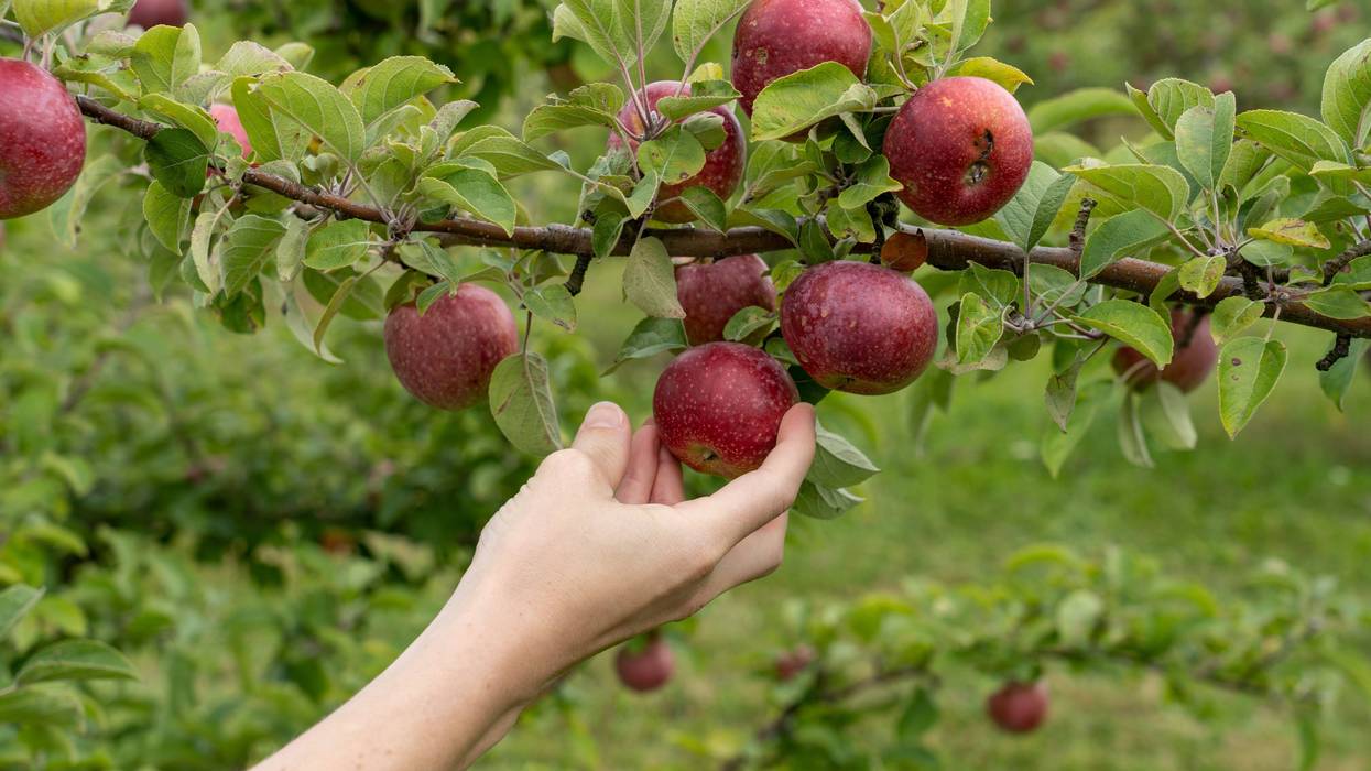 Hand picking apple