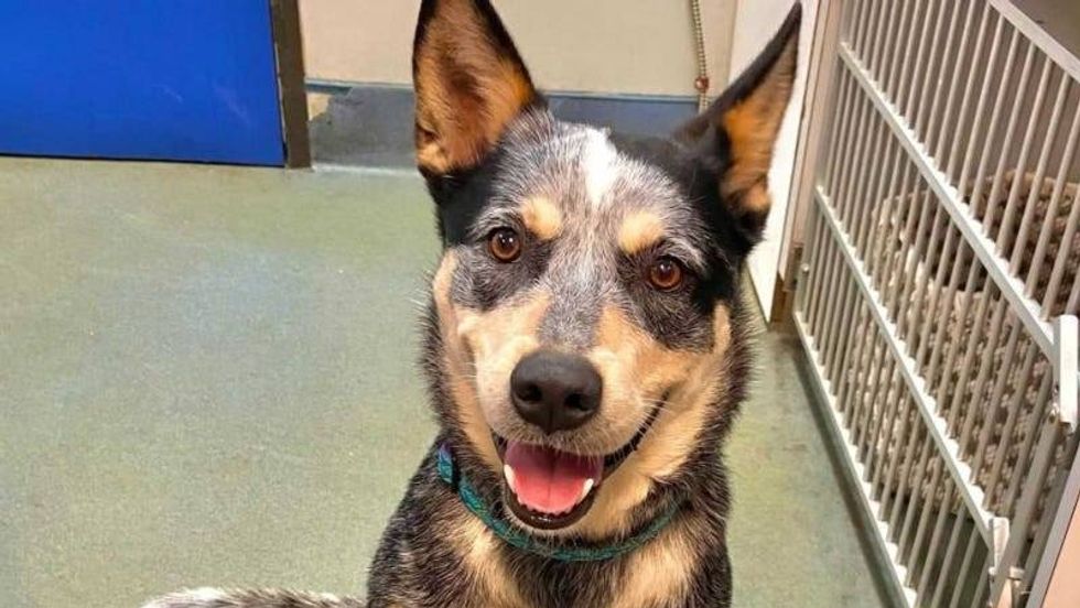 Handsome @ Austin Humane Society April 2021