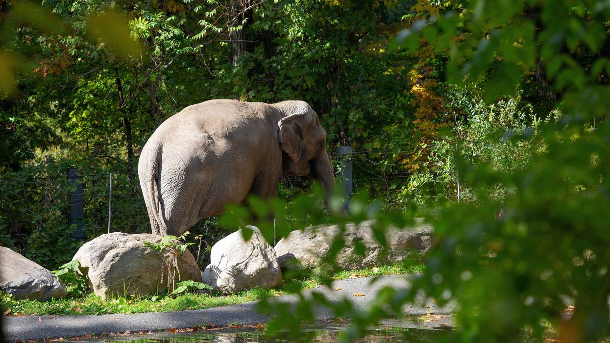 Happy, an Asiatic elephant, stands in her enclosure on Oct. 19, 2022 at the Bronx Zoo in the Bronx