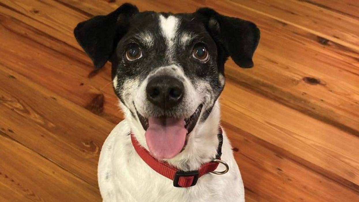 happy black and white dog smiling on wooden floor