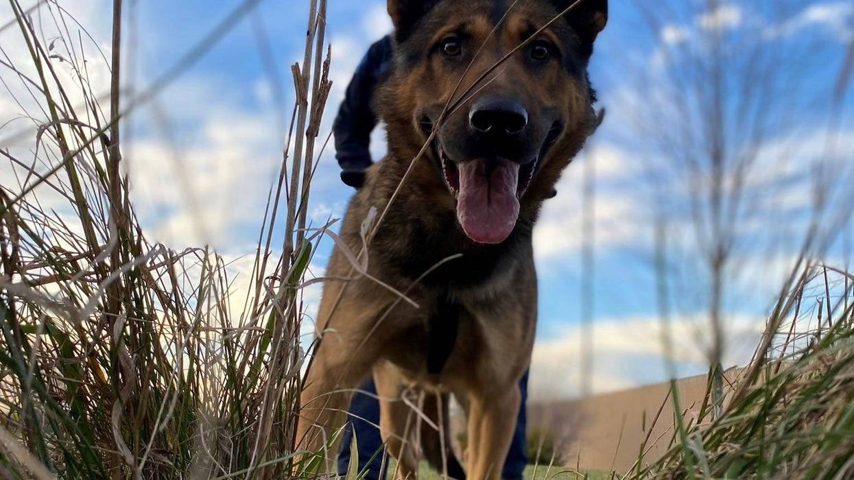 Happy dog in tall grasses