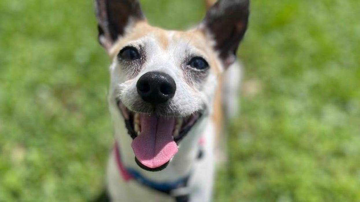happy dog on grassy area