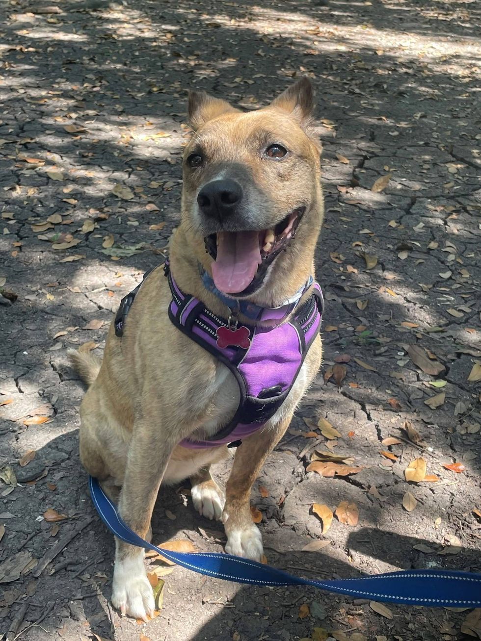 Happy dog sitting with leash on