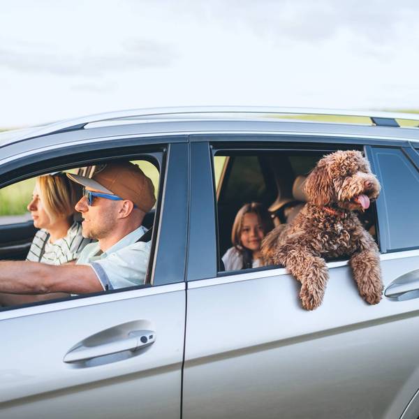 Happy family with maltipoo dog traveling in silver car during summer road trip holiday vacation featuring man woman and child looking forward in outdoor nature meadow background area for journey