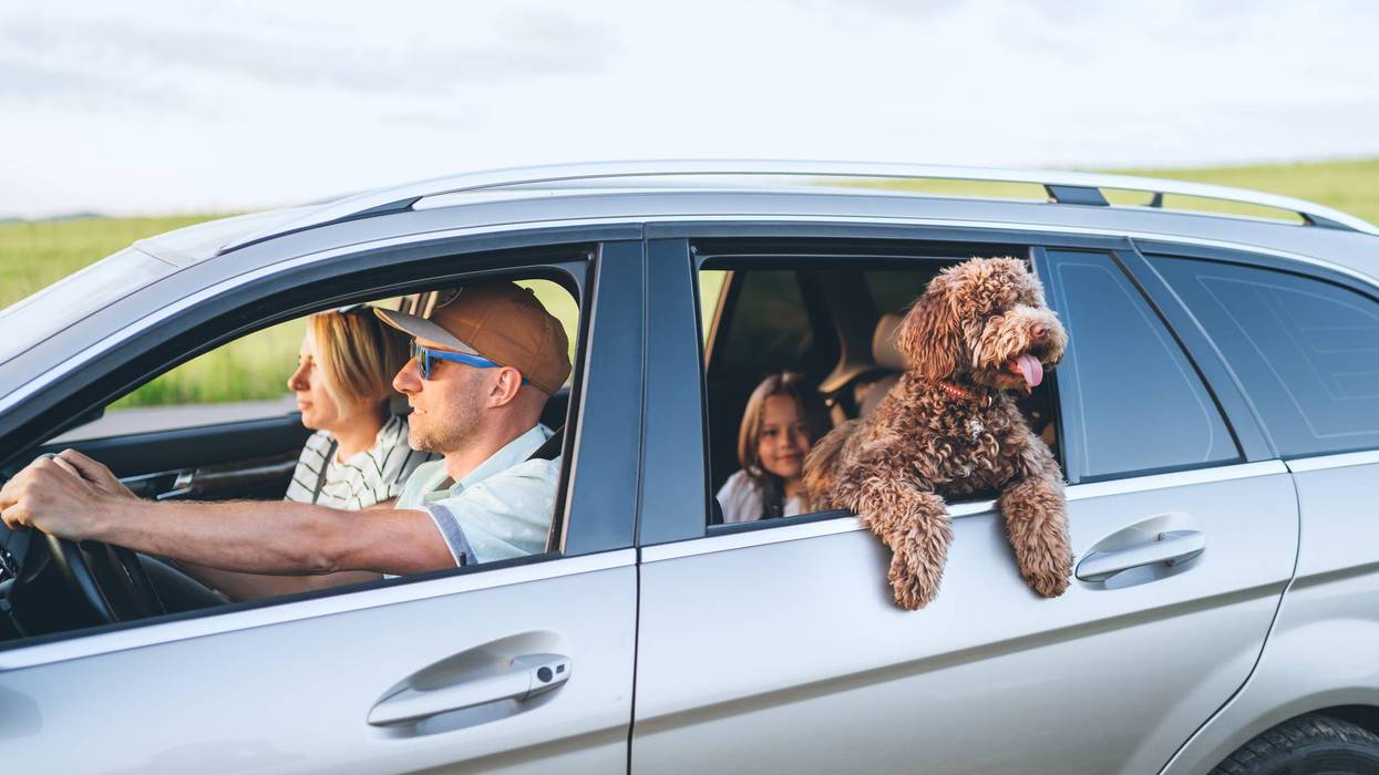 Happy family with maltipoo dog traveling in silver car during summer road trip holiday vacation featuring man woman and child looking forward in outdoor nature meadow background area for journey