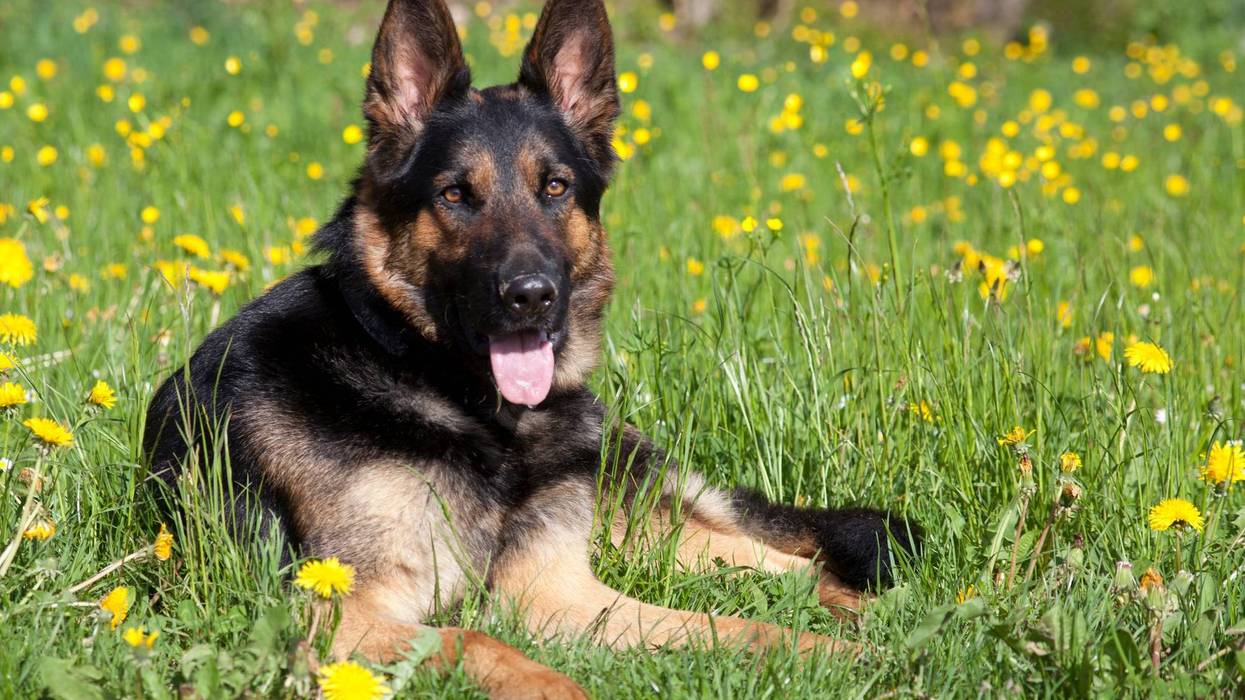 Happy German Shepherd Dog