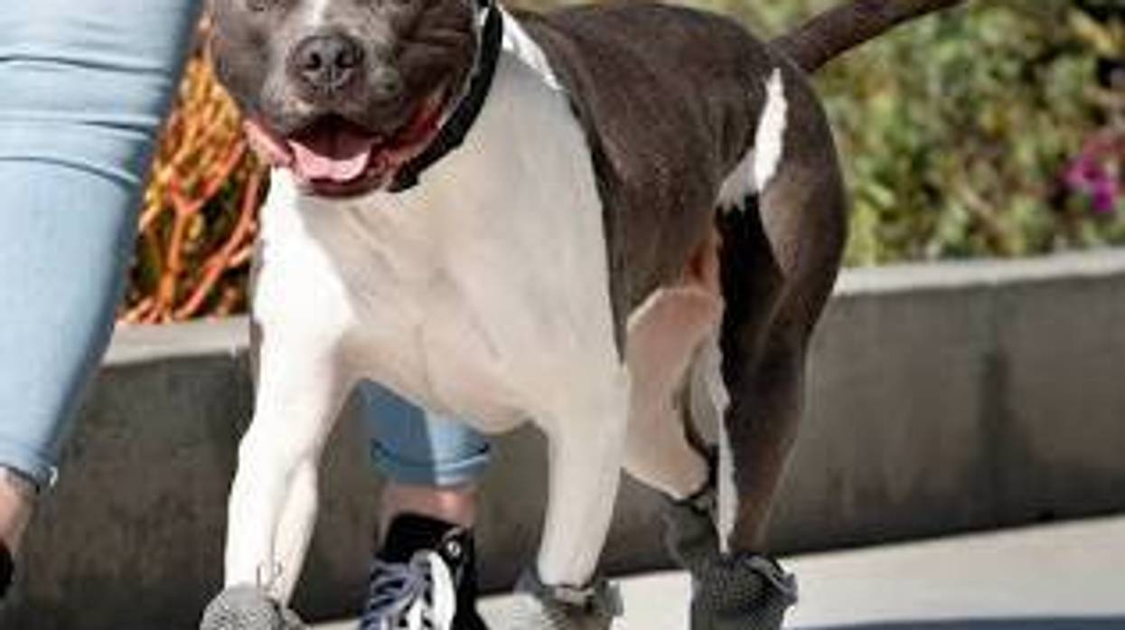 Happy grey & white Pitbull on leash, walking in grey dog boots.