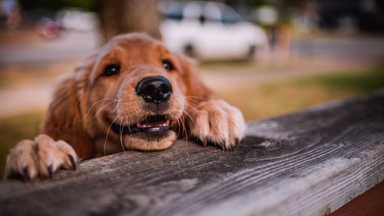 Happy pup