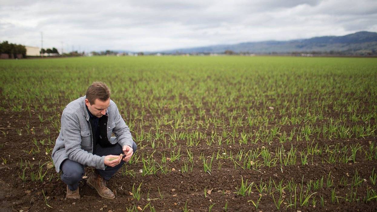 Harald Vaernes, operations manager at Christopher Ranch, pulls out a clove of garlic in Gilroy, Calif., on January 9, 2019.
