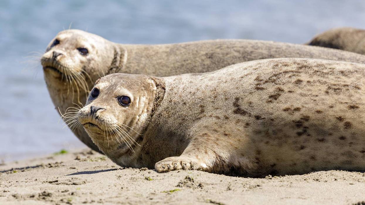 Harbor seals on the beach in California.