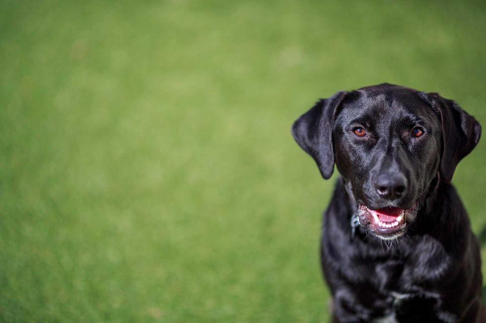 Harding, an energetic 5-year-old Labrador Retriever mix who would do best in a home without children that has room for him to run around inside and outdoors. He is seeking an experienced adopter who can help him work on his training.