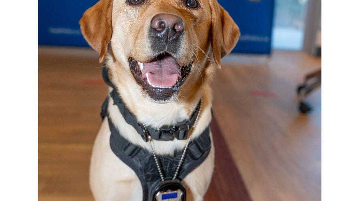 Harley, the first dog in Canada trained to seek out digital storage devices through scent.