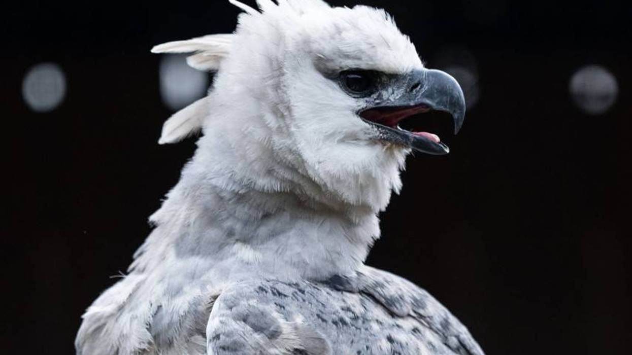 National Aviary's new bird causing a buzz in Northeast