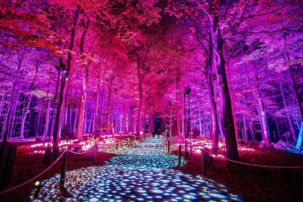 "Harry Potter: A Forbidden Forest Experience" is described as a space where "mesmerizing lights will transform the landscape into a magical outdoor trail." It opens on October 3 at Ingleside