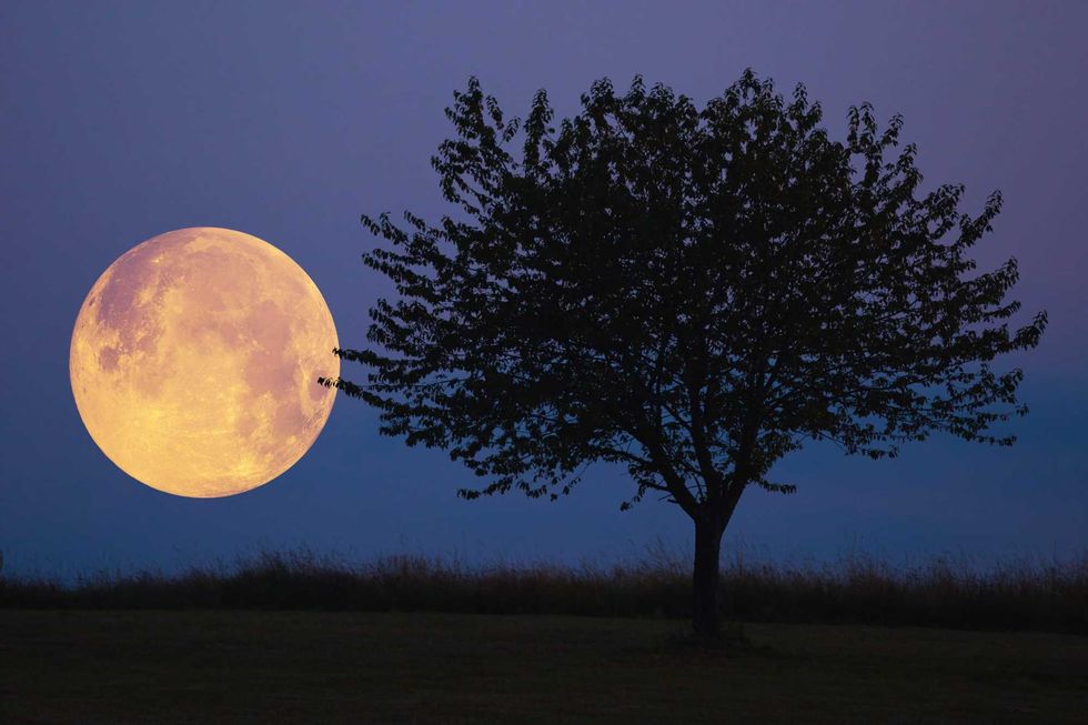 Harvest Moon