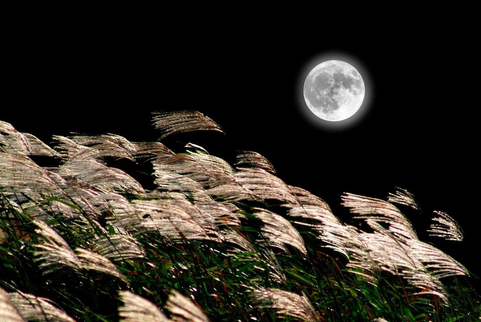 Harvest Moon