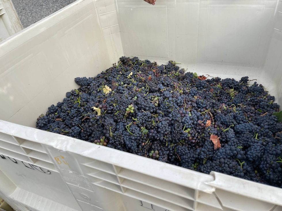 Harvested grapes from Dutton Ranch in Sebastopol, Sonoma County.