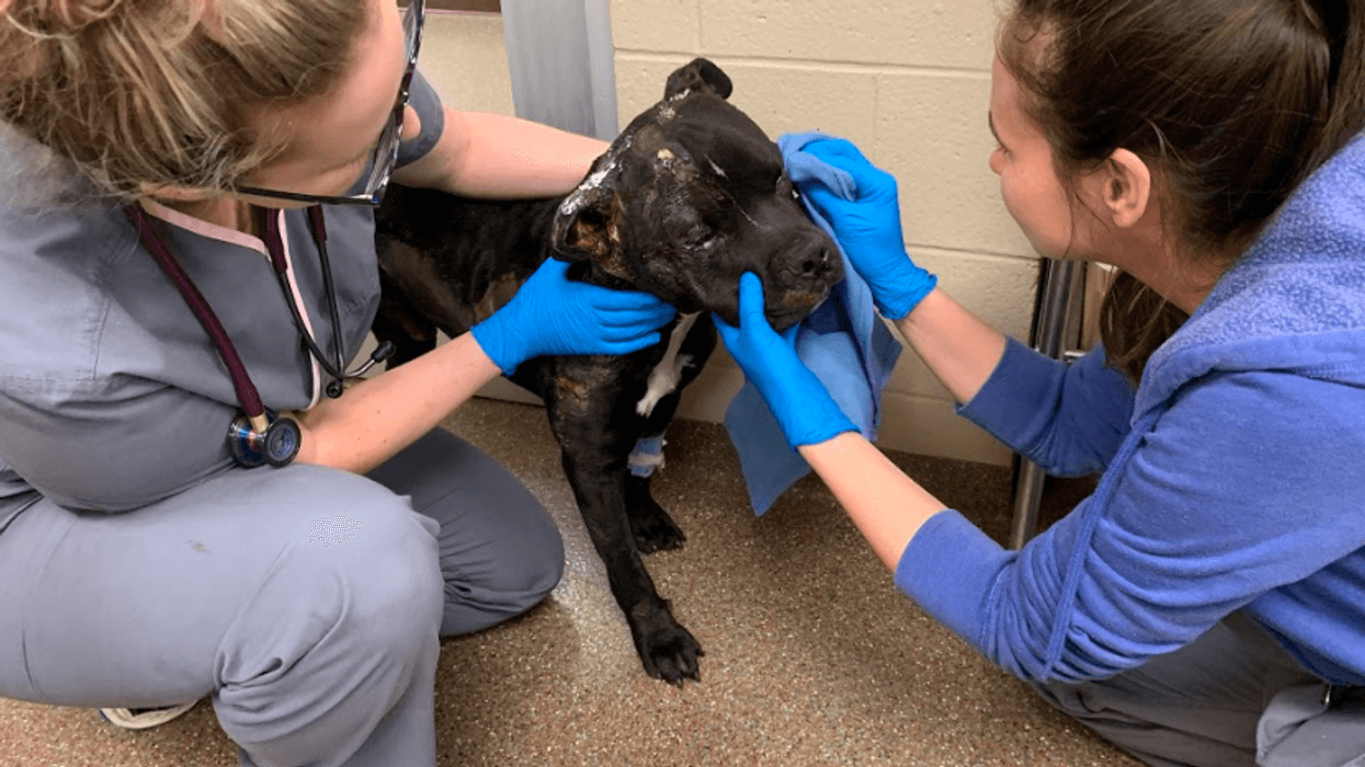 Harvey, found March 8th, in the care of Charleston Animal Society. Reward being offered that leads to arrest and conviction of the person who did this to Harvey.