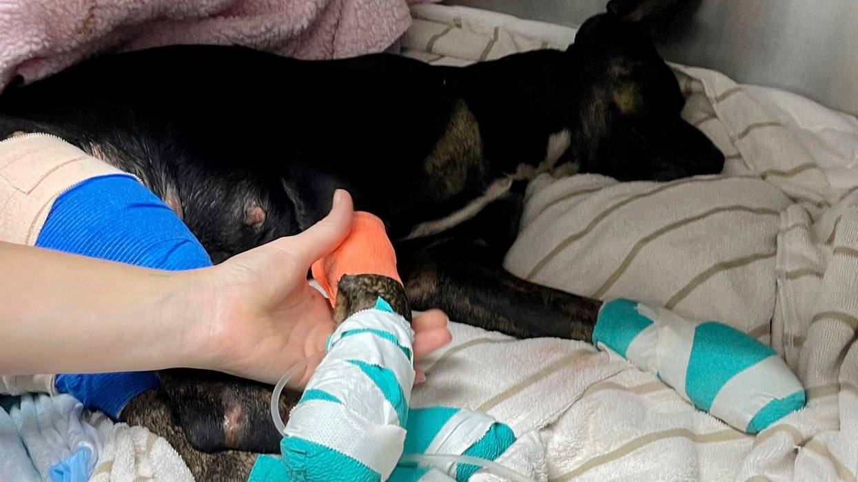 Hawaii Fires Pets