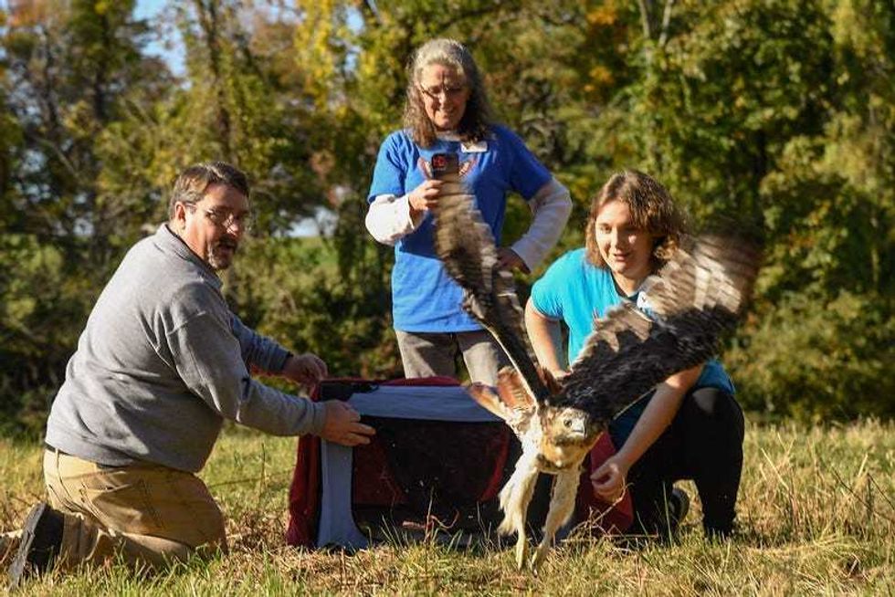 Hawk rescued