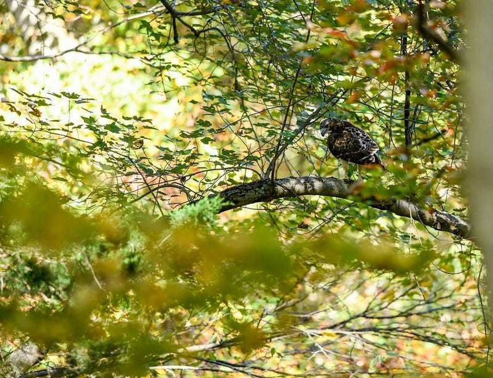 Hawk rescued