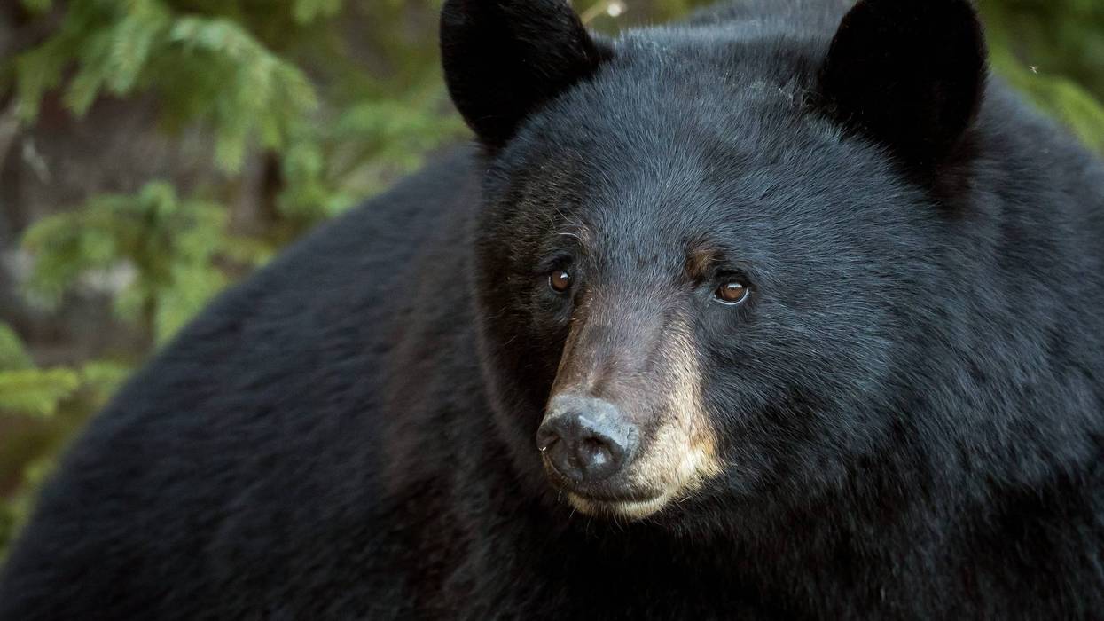 He's big, fuzzy and out of place, but a wandering black bear is becoming a regular in one Saginaw County town as sightings of the usually elusive animal becomes more common.