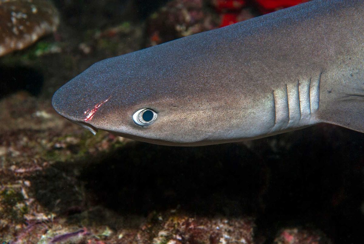 Head of a whitetip reef shark (Triaenodon obesus) with a wound in the snout. This is not the shark that was injured Dec. 20, 2022 off the Florida coast.