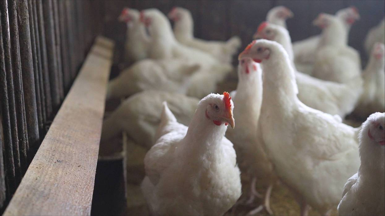 Health officials in Metro Detroit are on high alert after a highly pathogenic strain of Avian Flu (HPAI) was identified in birds from Washtenaw County, health officials said on Thursday.