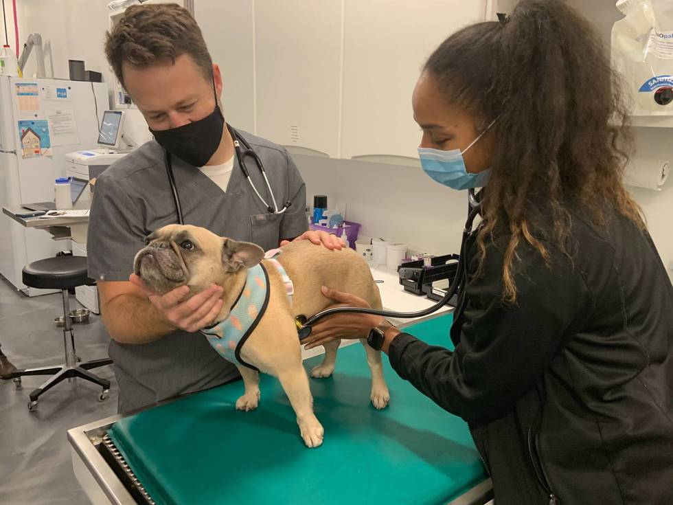 Heart + Paw veterinarians treat a dog