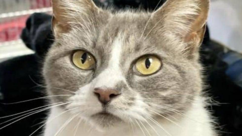 Heather @Austin Humane Society May 2021