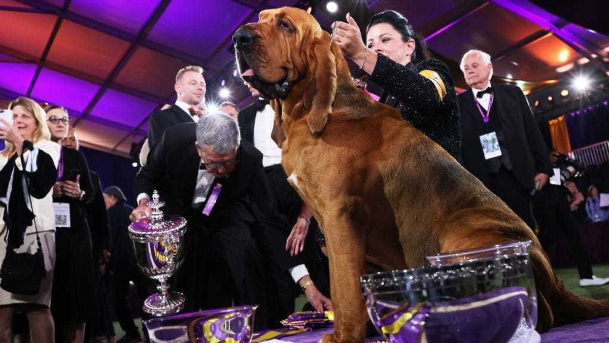 Heather Buehner and Trumpet the Bloodhound sit in the winners circle after winning Best in Show at the annual Westminster Kennel Club dog show at the Lyndhurst Estate on June 22, 2022 in Tarrytown, New York.