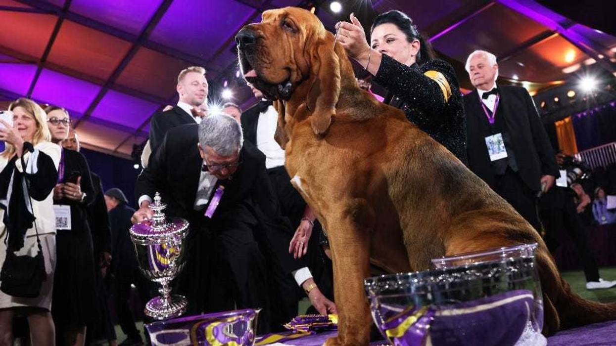 Heather Buehner and Trumpet the Bloodhound sit in the winners circle after winning Best in Show at the annual Westminster Kennel Club dog show at the Lyndhurst Estate on June 22, 2022 in Tarrytown, New York.