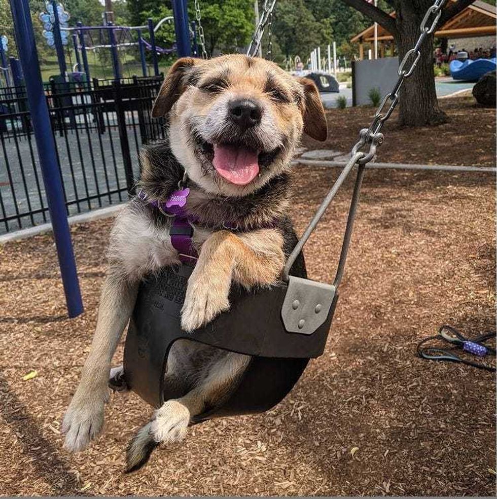 Heaven the dog in a playground swing