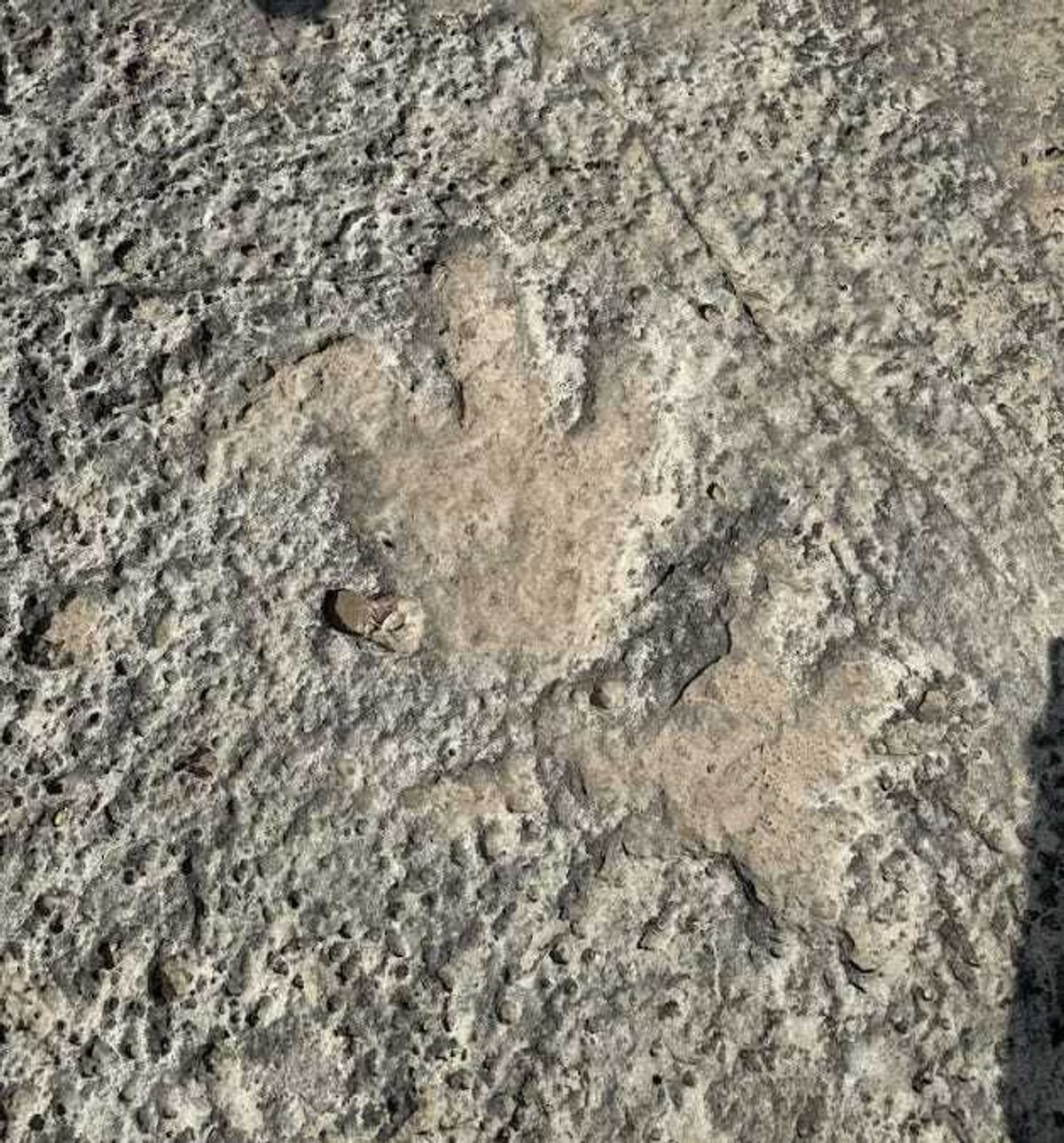 Heavy rains and flooding in Central Texas have uncovered a rare prehistoric treasure - 15 dinosaur footprints believed to be more than 110 million years old.