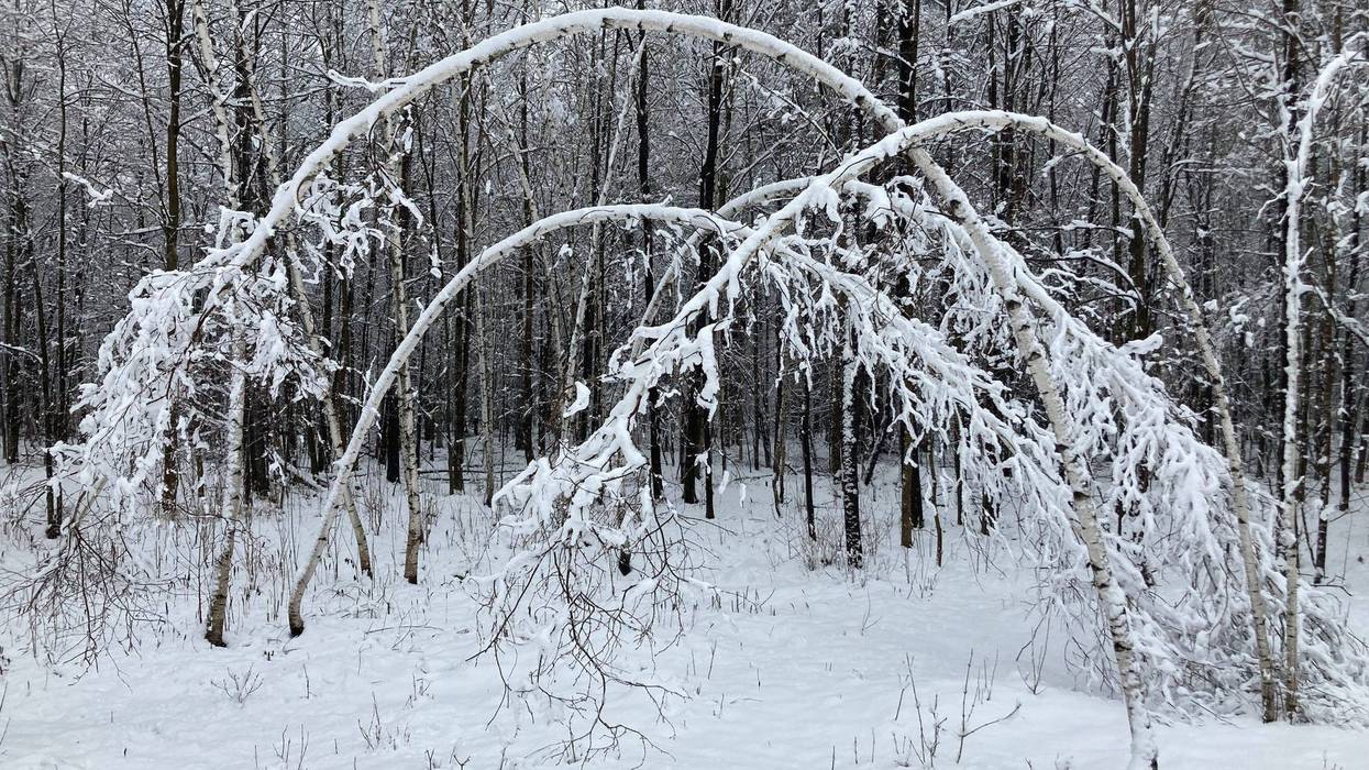 Heavy, wet snow weighs down birch trees during a snowstorm April 19, 2022 that caused thousands of power outages.